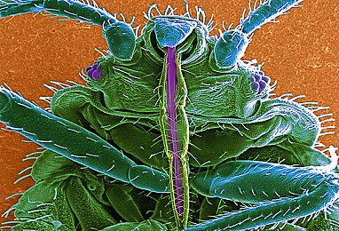 《黎明杀机》年终送礼 1月6日前登陆就送25万血点